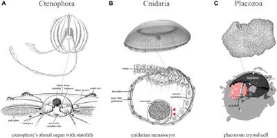 Parallel evolution of gravity sensing
